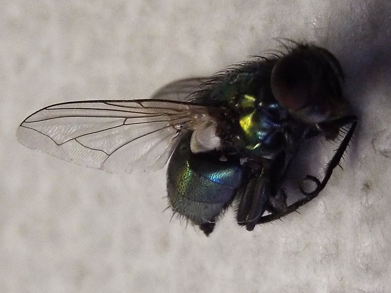 Lucilia sp. femmina del gruppo sericata (Calliphoridae)